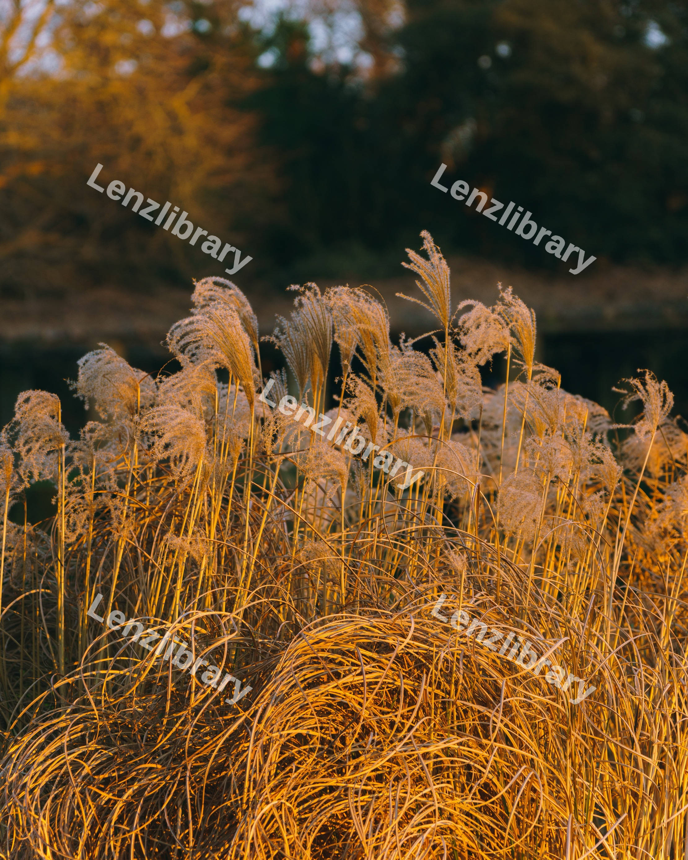 Reeds